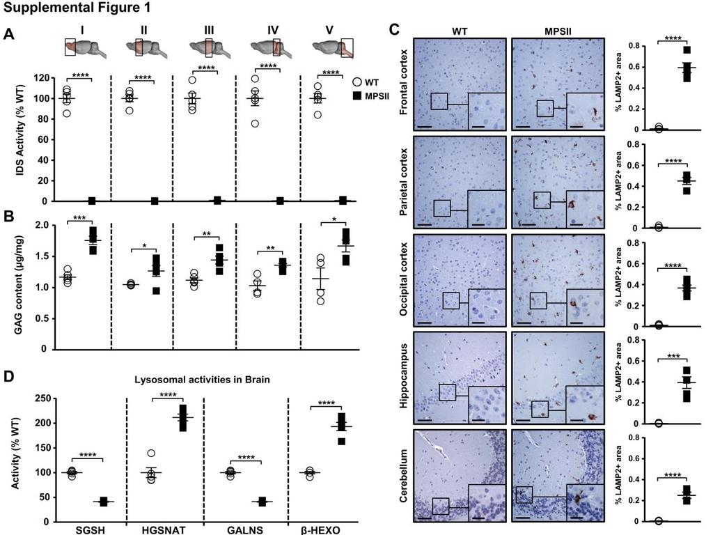 Supplemental Figure 1. Characterization of CNS lysosomal pathology in 2-month-old IDS-deficient mice. (A) Measurement of IDS activity in brain extracts from wild-type (WT) and IDS-deficient males.