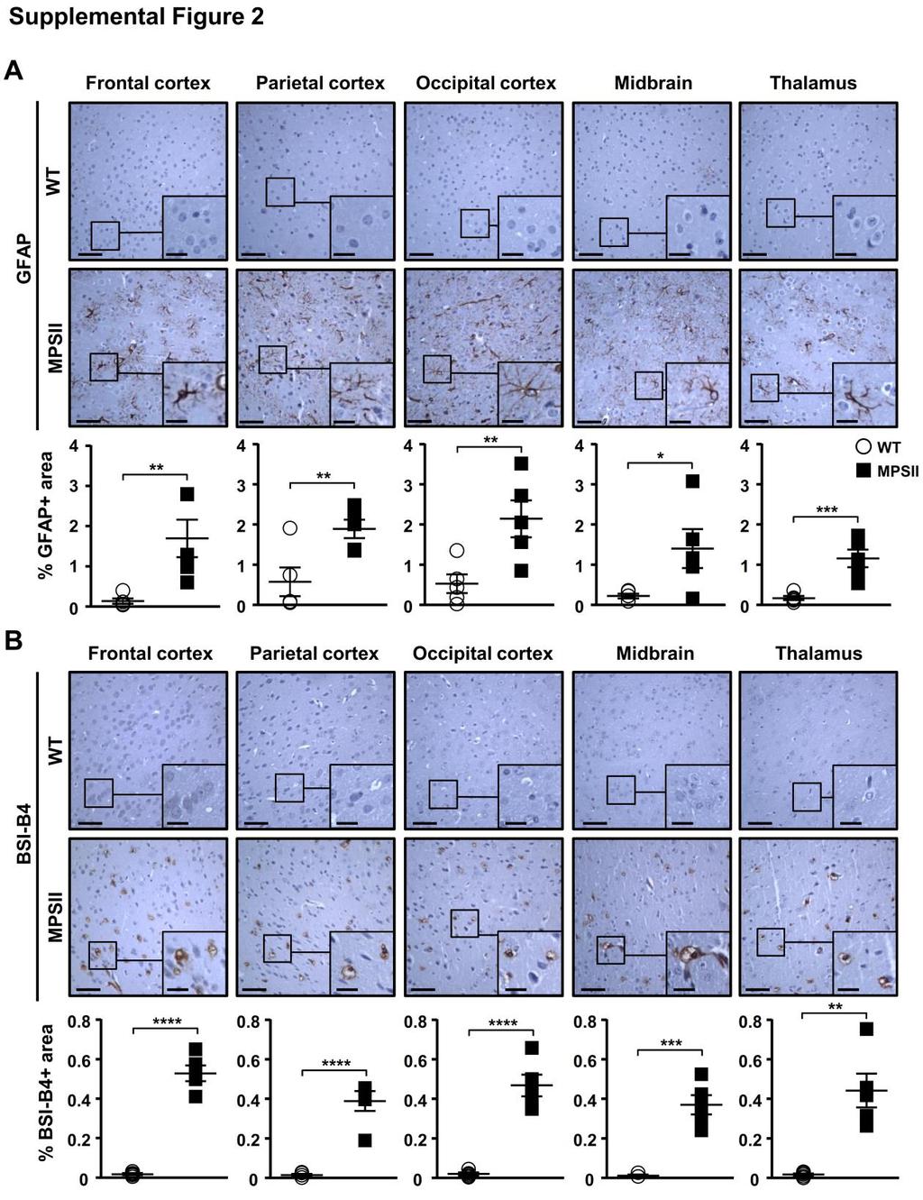 Supplemental Figure 2. Neuroinflamation in 2-month-old IDS-deficient mice.