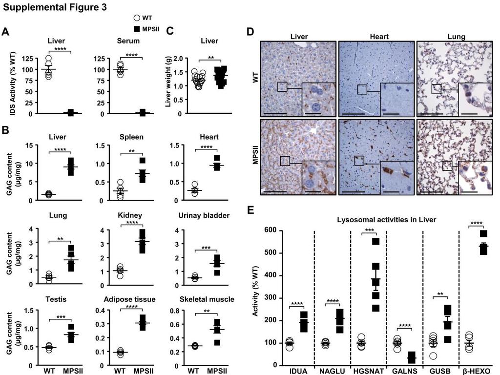 Supplemental Figure 3. Characterization of somatic pathology in 2-month-old MPSII mice. (A) Measurement of IDS activity in liver extracts and serums from wild-type (WT) and MPSII males.