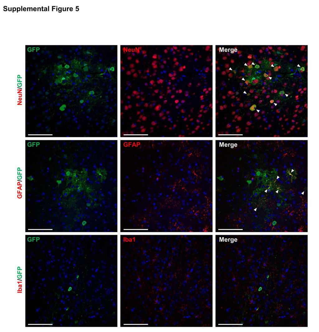Supplemental Figure 5. AAV9 transduces predominantly neurons following intra-csf delivery to mice.