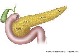 The pancreas and nutrition Exocrine function Trypsin Chymotripsin Elastase