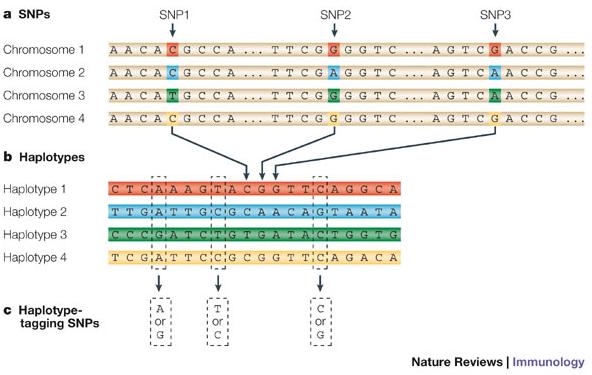 SOLUTION: SUB-SAMPLING HAPLOTYPE, LINKAGE DISEQUILIBRIUM & TAGSNPS! Haplotype: Genetic Home Reference!