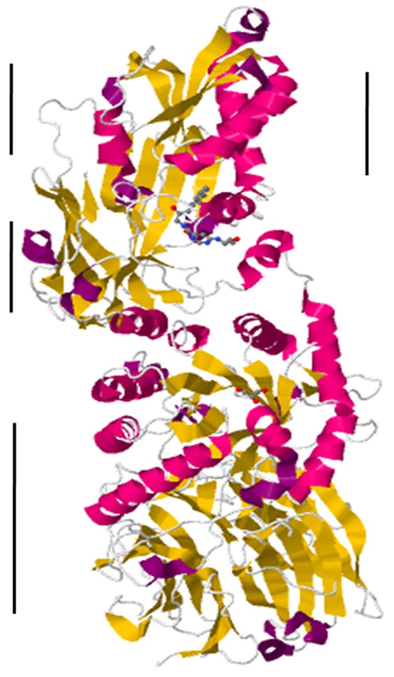 7016 Jing et al. Roles of PRMT5 in lung cancer PRMT5 Rossmann fold Beta barrel C-terminal domain Alpha helix ( 2) carcinoma (22).