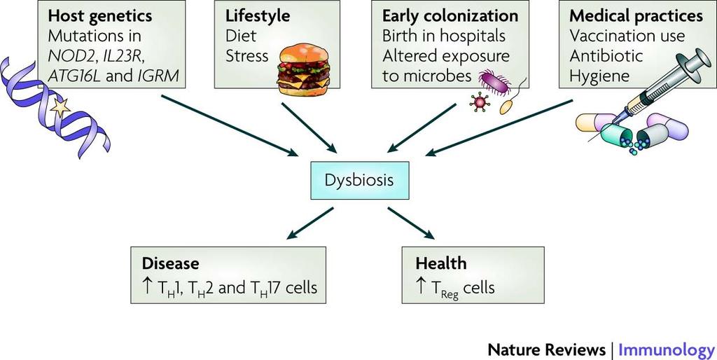 Potential causes of dysbiosis due to western lifestyles its role in intestinal