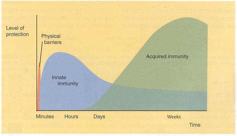 Immunity is a whole-body system that protects the cow from infections Tizard