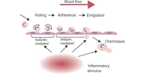 Innate Immune System Phagocytic Cells