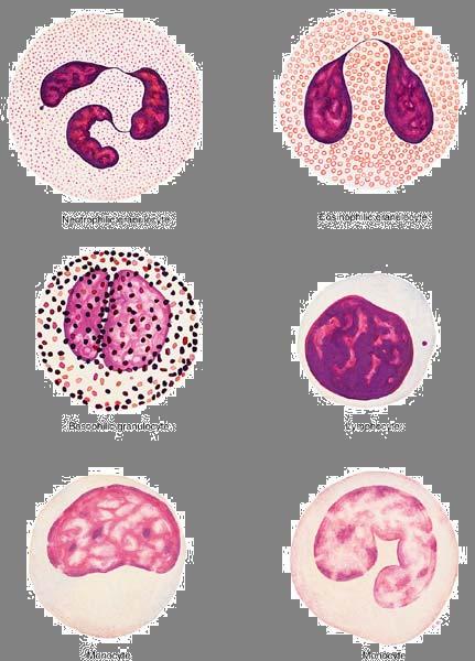 Classification of leukocytes Granulocytes with