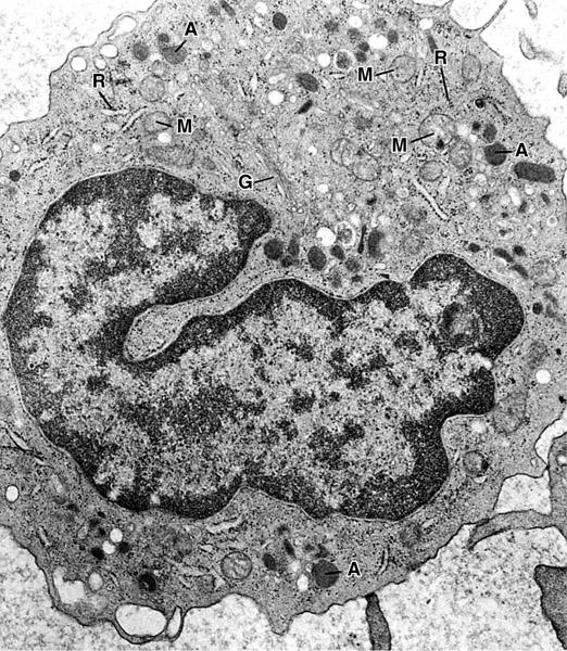 Monocyte Golgi complex (G), mitochondria