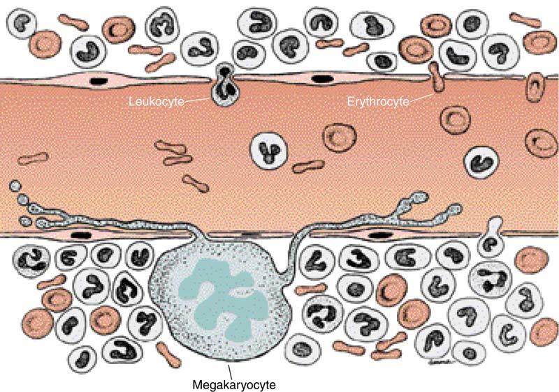 The passage of erythrocytes, leukocytes, and