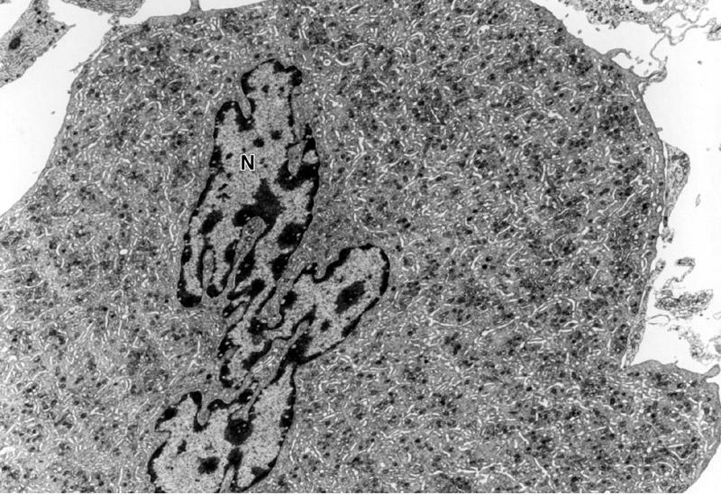 Maturation of Platelets A megakaryocyte showing numerous cytoplasmic