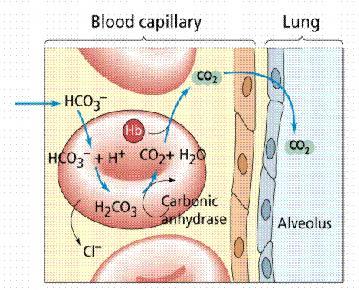 Erythrocytes (Red blood cell) Hemoglobin (Hb( Hb): 120 ~ 150 g/l