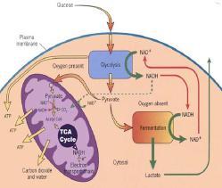 Respiration Overall reaction : C 6 H 12 O 6 + 6 O 2 6 CO 2 + 6 H 2 O + Energy Cellular respiration is oxidation