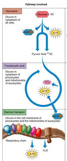 Cellular Respiration Glycolysis (Embden-Meyerhof-Parnas) Glucose is oxidized to pyruvic acid with ATP and energy-containing NADH produced Pyruvic acid is converted acetyl CoA with NADH produced TCA