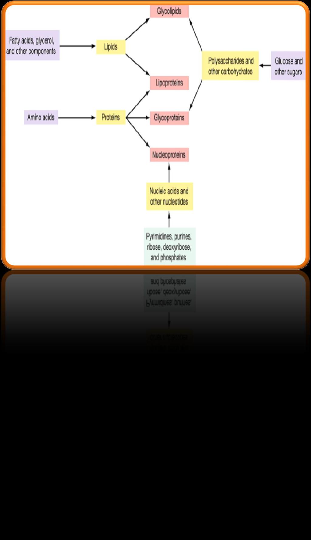 ANABOLISMS Biosynthesis pathway Assimilation process / synthesize complex or macro-molecules from