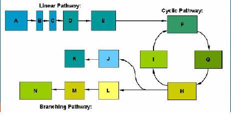 METABOLISMS PATHWAY Role : Synthesize macro-molecules or breakdown macro-melecules.