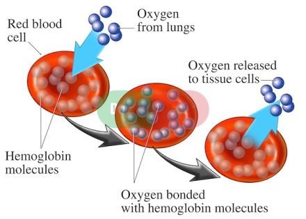 oxygen The red blood cells absorb oxygen and then