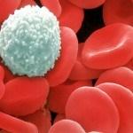 Leukocytes (White Blood Cells) Colourless cells, larger