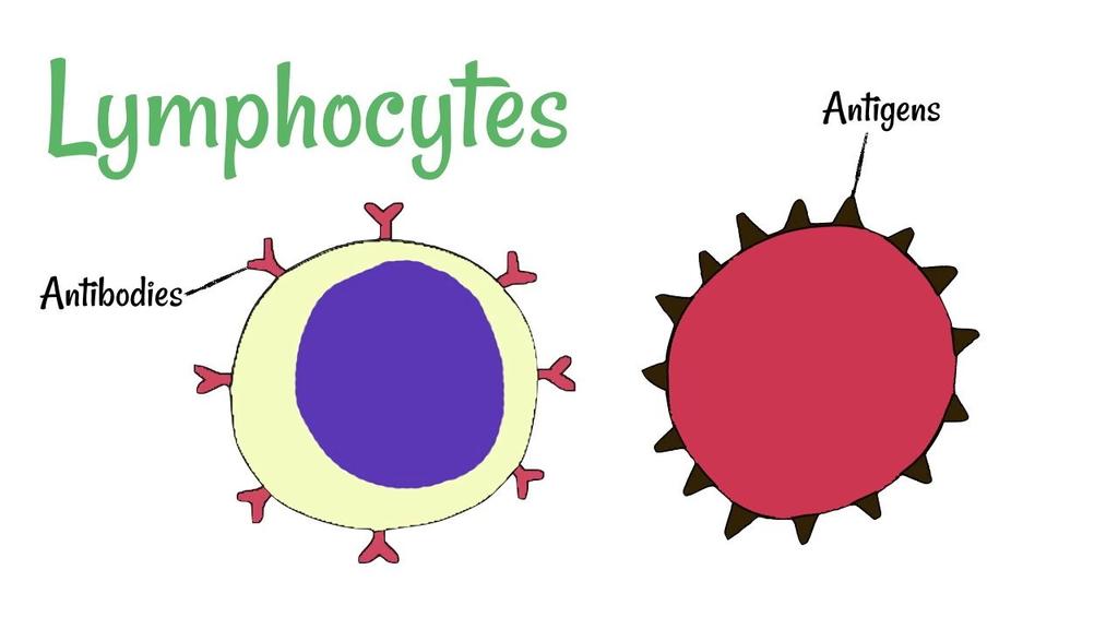 Leucocytes (White Blood Cells) 2.