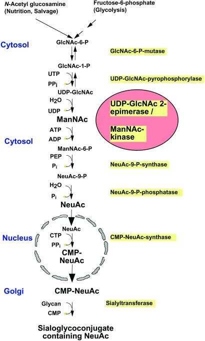 Biosynthesis of sialic acids NHAc NHAc H 2 C H O 2 C -- O O 3 POH 2 C OH OH O -- O O - 3 POH 2 C CO 2 AcHN AcNH OH OH O UDP UDP-GlcNAc ManNAc