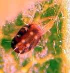 European red mite Overwinters in egg stage. Adults colored dark velvety green to brownishred. Note red spots at base of dorsal setae.
