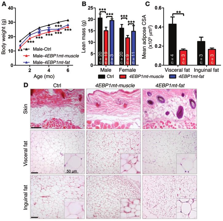 Figure 1. Activation of 4E-BP1 in mouse skeletal muscle leads to reduced body weight and atrophic white adipose tissue. (A) Body weight measurement in male mice (n = 8 20 per genotype).