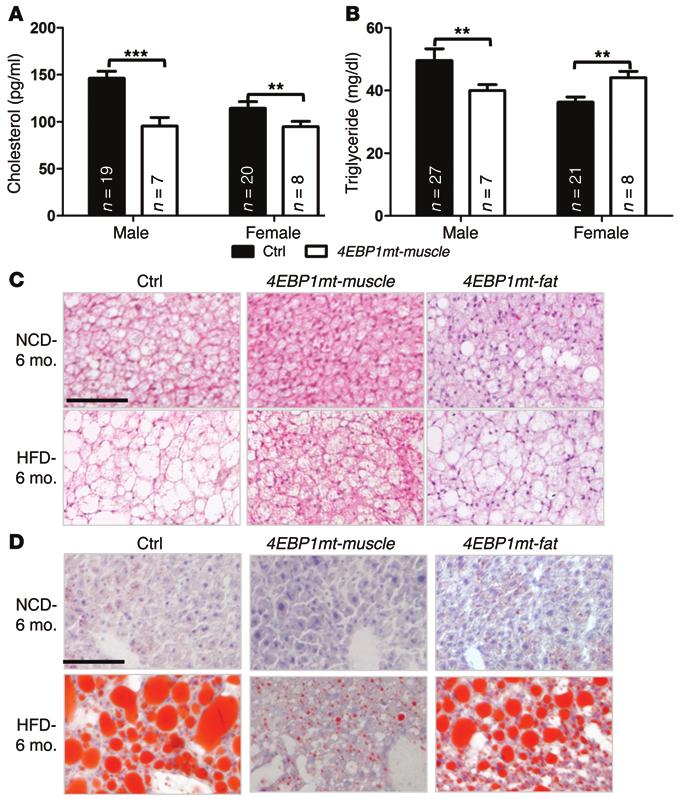 Figure 4. Tg-4EBP1mt-muscle mice have improved fat metabolism on HFD.