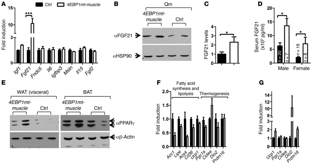 Figure 6. Increased FGF21 expression from 4E-BP1 activated skeletal muscle and altered expression of genes involved in fat metabolism in adipose and liver tissues.