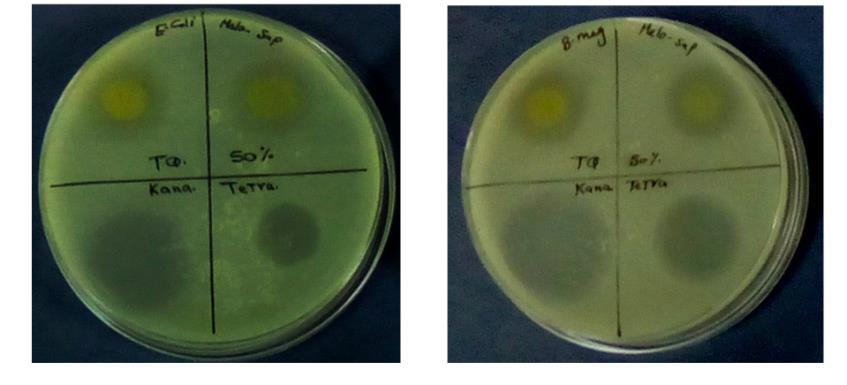 G r o w t h i n h i i t i o n ( % ) Results nd Discussion 1. Anticteril ctivity 120 E. coli X. cmpestris C. michignensis B.
