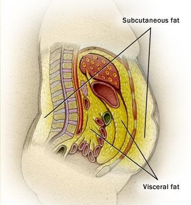 due to the anatomical proximity of visceral fat to the intestine, the