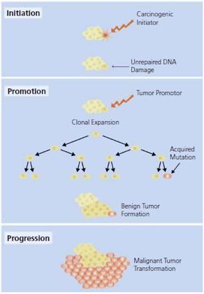 a number of mutations occur, in the cellular genome which causes either a Gain-Of-Function (seen in mutated oncogenes) or a Loss-Of-Function (seen in mutated tumor suppressors).