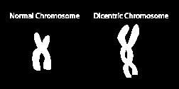 Dicentric Chromosomes Conventional Lymphocyte Metaphase-Dicentric Assay Notes on the graph