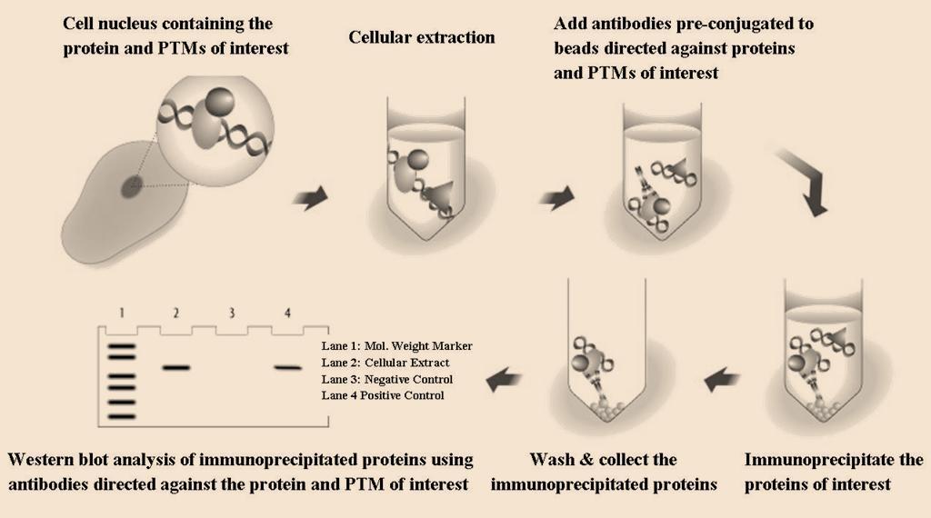 Experimental Methods Cell Culture Immunoprecipitation Western