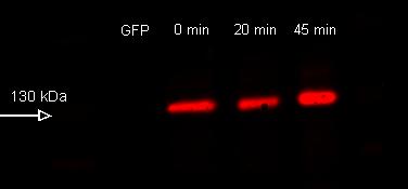 5 Phosphorylation of HEK cells Treated with PUGNAc 0.45 Phosphorylation Signal 0.