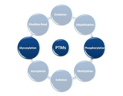 Post Translational Modification PTM