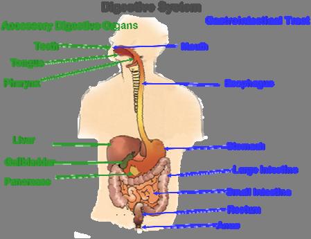 (A) Esophagus (B) Small intestine (C) Stomach (D) None of the above Remember the accessory digestive organs are involved in the grinding of nutrients or secretion