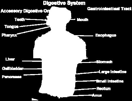 Remember the accessory digestive organs are involved in the grinding of nutrients or secretion of digestive enzymes. D. Correct!
