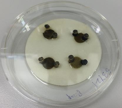 Methods In vitro leaf disc mating assay Autoclaved lemon leaf discs of 1 cm dia.