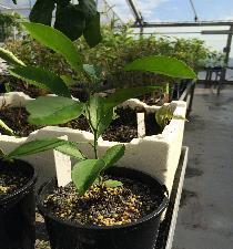 Methods In planta mating assay Leaves