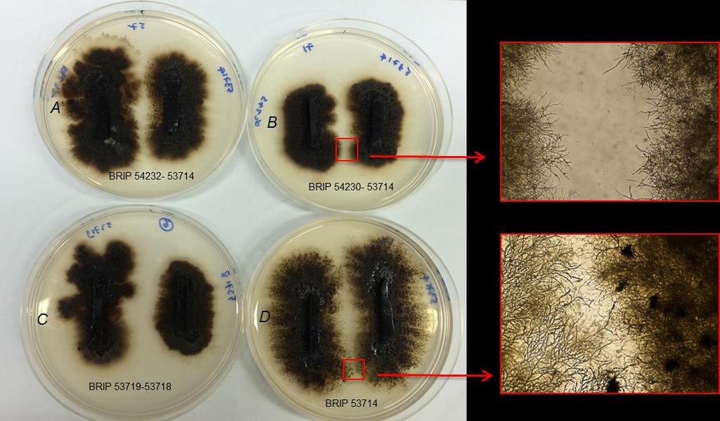 Results In vitro agar mating