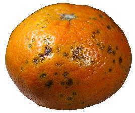 Citrus black spot (CBS) First reported in Australia in 1895 Reported in other citrus growing regions with summer rainfall Causes fruit blemishes Yield reduction (up to
