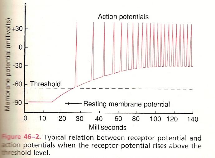 Receptor Potential and