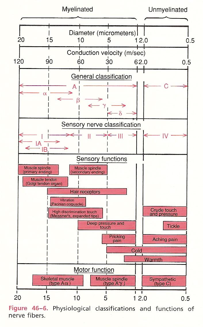 Physiological Classification of