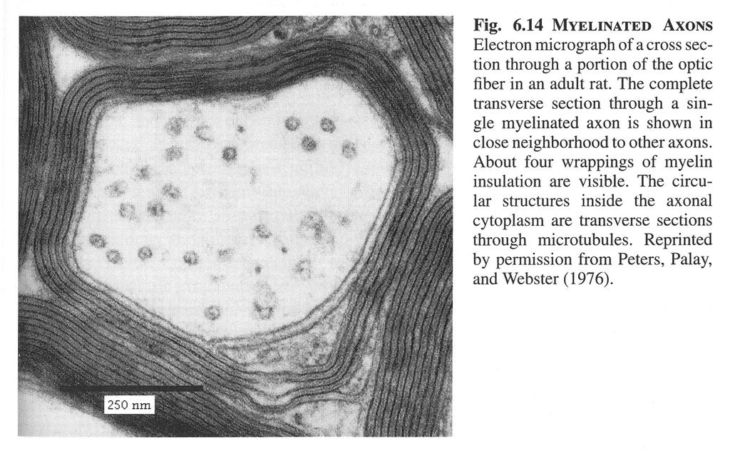 Propagation in myelinated nerve fibers