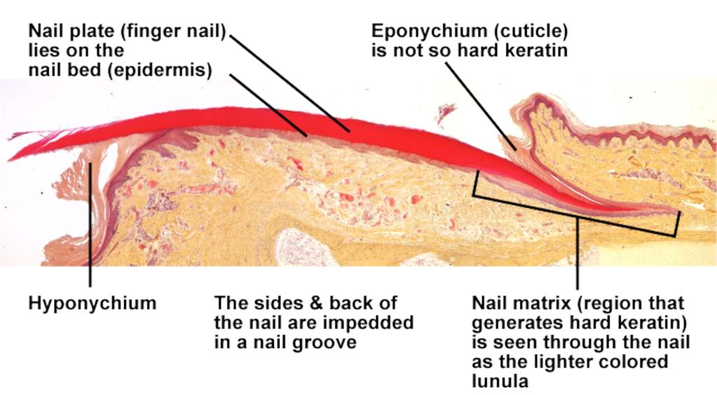 Eponychium (cuticle) (softer keratin) Nail
