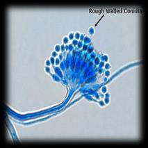 html Aspergillus morphology Colorful filamentous fungi