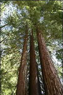 Anchoring That is to say.is the tallest tree in the word more or less than 200 mt?