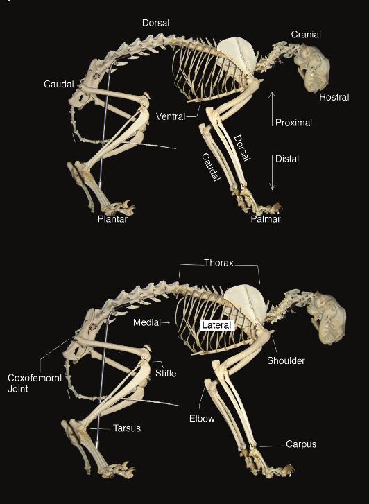 4 Chapter 1 Directional Terms Directional terms in veterinary medicine are very different from those used in human medicine. The human head is up from the hips, while it is forward in the dog.