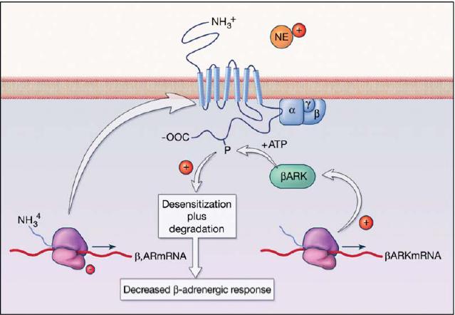 Alterations in β-adrenergic Pathway in the Failing Heart chronic