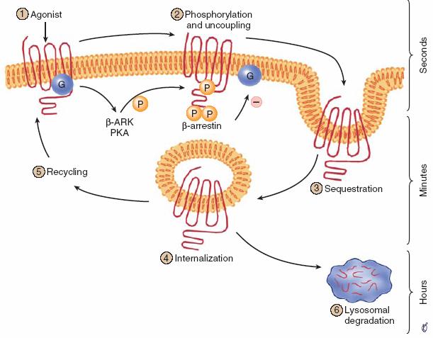 Mechanisms of β-adrenergic Receptor Desensitization and