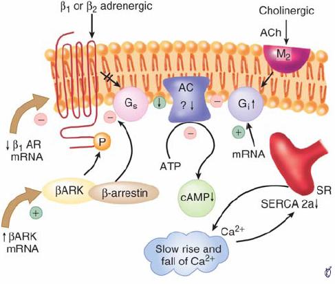 Proposed Changes in β-adrenergic Receptor